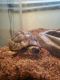Tortoise Reptiles for sale in Appleton, WI, USA. price: $600