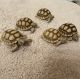 Tortoise Reptiles for sale in Chandler, AZ, USA. price: NA