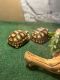Tortoise Reptiles for sale in 2932 N Arrowhead Ave, San Bernardino, CA 92405, USA. price: $450