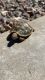 Tortoise Reptiles for sale in Mesa, AZ, USA. price: $500