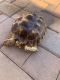 Tortoise Reptiles for sale in Maricopa, AZ, USA. price: $435