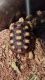 Tortoise Reptiles for sale in Kingman, AZ, USA. price: $150