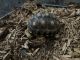 Tortoise Reptiles for sale in Granada Hills, Los Angeles, CA, USA. price: $150