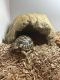 Tortoise Reptiles for sale in Los Angeles, CA, USA. price: $300