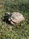 Tortoise Reptiles for sale in Leland, NC, USA. price: NA