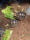 Tortoise Reptiles for sale in Riverside, CA, USA. price: NA