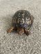 Tortoise Reptiles for sale in 729 Winter Ln, Jonesboro, GA 30238, USA. price: $200