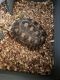 Tortoise Reptiles for sale in 5018 24th Pl, Meridian, MS 39305, USA. price: NA