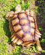 Tortoise Reptiles