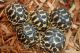 Tortoise Reptiles for sale in El Paso, TX, USA. price: NA