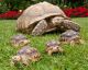 Tortoise Reptiles for sale in Columbus, GA, USA. price: NA
