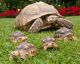 Tortoise Reptiles for sale in Greensboro, NC, USA. price: NA