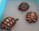 Tortoise Reptiles for sale in Cambridge, MA, USA. price: NA