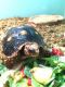Tortoise Reptiles for sale in Elk Grove Village, IL 60007, USA. price: NA