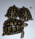 Tortoise Reptiles for sale in Manassas, VA, USA. price: NA