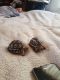 Tortoise Reptiles for sale in Chicago, IL, USA. price: NA