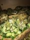 Tortoise Reptiles for sale in Chicago, IL, USA. price: NA