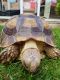 Tortoise Reptiles for sale in Houston, TX, USA. price: NA