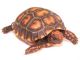 Tortoise Reptiles for sale in Kansas City, MO, USA. price: NA