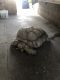 Tortoise Reptiles for sale in Rowland Heights, CA, USA. price: NA