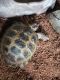 Tortoise Reptiles for sale in Aurora, CO, USA. price: $250