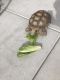 Tortoise Reptiles for sale in Tucson, AZ, USA. price: $450