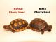 Tortoise Reptiles for sale in Miami, FL, USA. price: $279