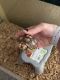 Tortoise Reptiles for sale in Leander, TX 78641, USA. price: NA