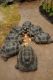 Tortoise Reptiles for sale in Sacramento, CA, USA. price: NA