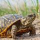 Tortoise Reptiles for sale in New York, NY, USA. price: $1,200