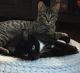 Tortoiseshell Cats for sale in Anderson, SC, USA. price: NA