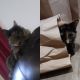 Tortoiseshell Cats for sale in Brockport, NY 14420, USA. price: NA