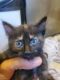Tortoiseshell Cats for sale in North Las Vegas, NV, USA. price: $100