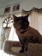 Tortoiseshell Cats for sale in Rapid City, SD, USA. price: NA