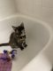 Tortoiseshell Cats for sale in Houston, TX, USA. price: $1,600
