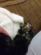 Tortoiseshell Cats for sale in Houston, TX 77017, USA. price: $1,500