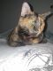 Tortoiseshell Cats for sale in Whitney Ranch, Henderson, NV, USA. price: NA