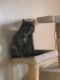Tortoiseshell Cats for sale in 86 Jersey St, Buffalo, NY 14201, USA. price: $70