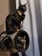 Tortoiseshell Cats for sale in Oakbrook Terrace, IL 60181, USA. price: NA
