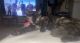 Tortoiseshell Cats for sale in Bellaire, MI 49615, USA. price: NA