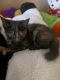 Tortoiseshell Cats for sale in Bakersfield, CA, USA. price: $200