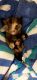 Tortoiseshell Cats for sale in Northeast Texas, TX, USA. price: NA