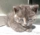 Tortoiseshell Cats for sale in Meridian, ID 83642, USA. price: NA