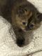 Tortoiseshell Cats for sale in Collingswood, NJ, USA. price: $500