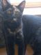 Tortoiseshell Cats for sale in Toledo, OH, USA. price: $50