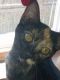 Tortoiseshell Cats for sale in Toledo, OH, USA. price: $5,000