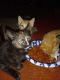Tortoiseshell Cats for sale in Mechanicsburg, PA, USA. price: NA