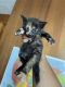 Tortoiseshell Cats for sale in Vancouver, WA, USA. price: NA