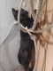 Tortoiseshell Cats for sale in Temple, TX, USA. price: $850
