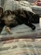 Tortoiseshell Cats for sale in Sterling, VA 20164, USA. price: NA